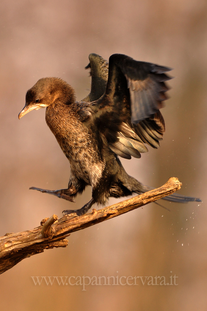 Marangone minore al Capanno dei Picchi