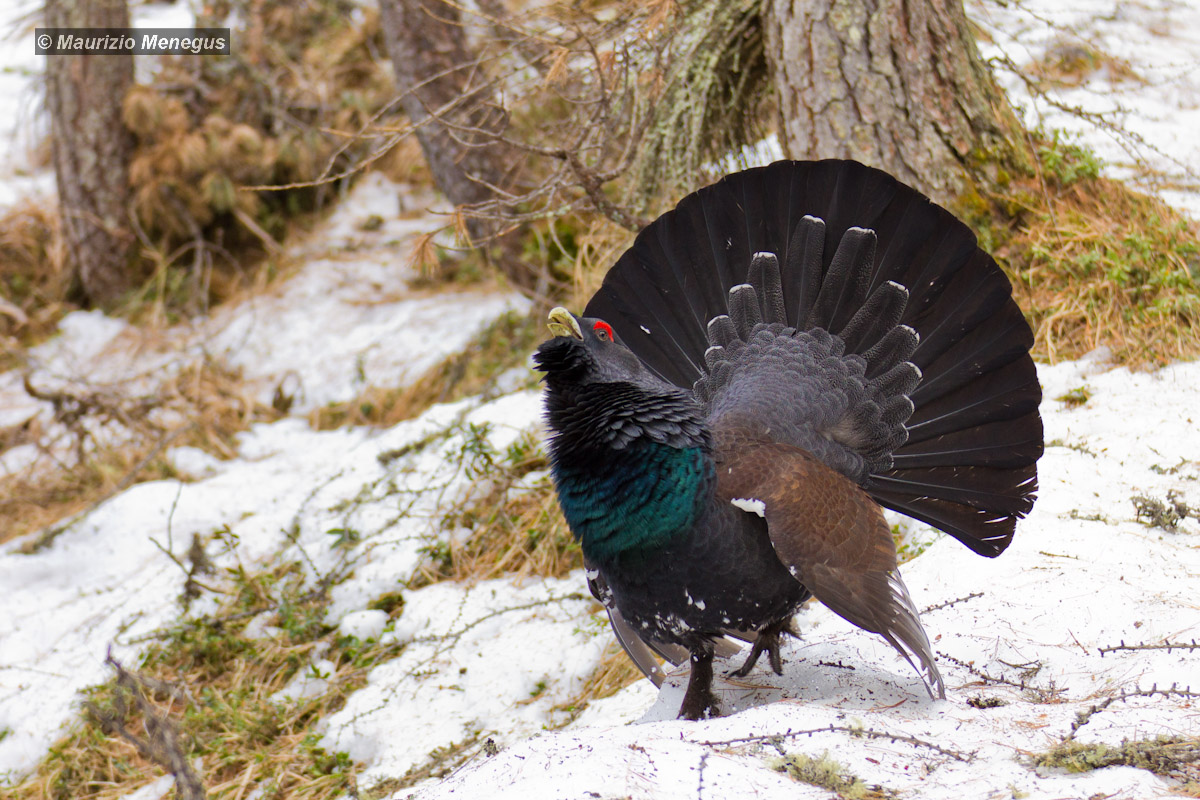 Il mio primo Gallo Cedrone