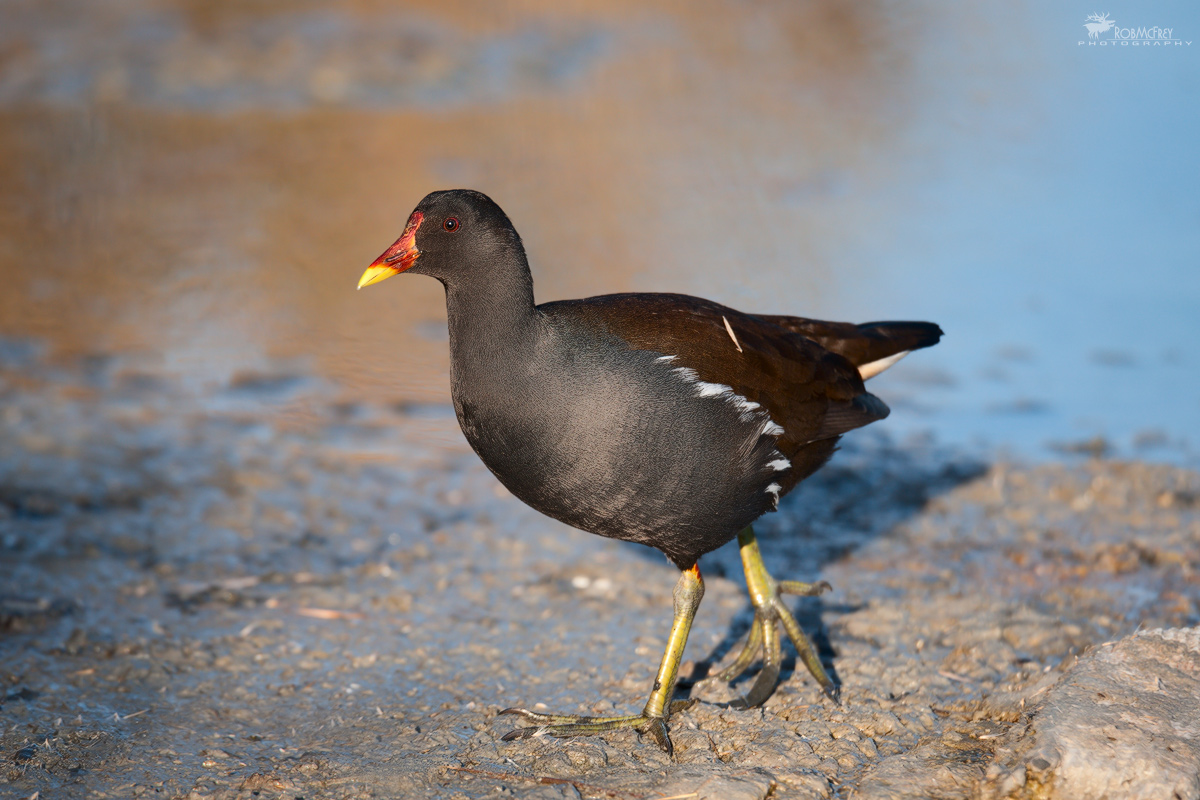 Gallinella d'acqua al tramonto