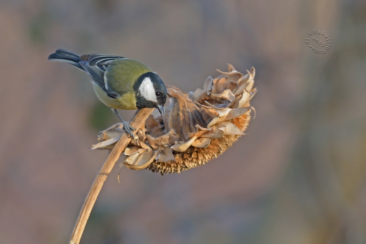 Cinciallegra (Parus major)