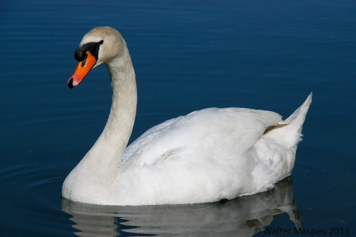 Swan curious