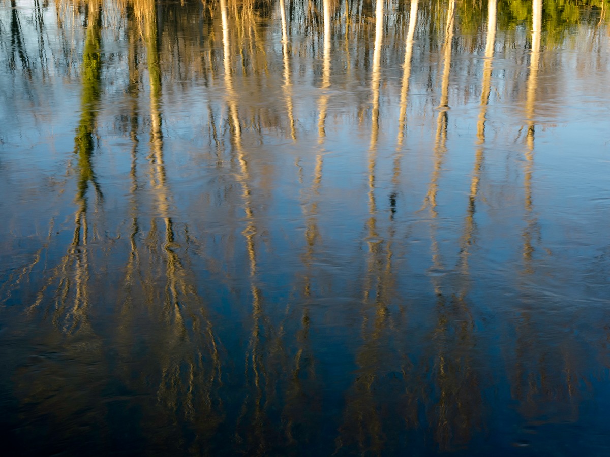 Between two worlds (the trees of Muzza)