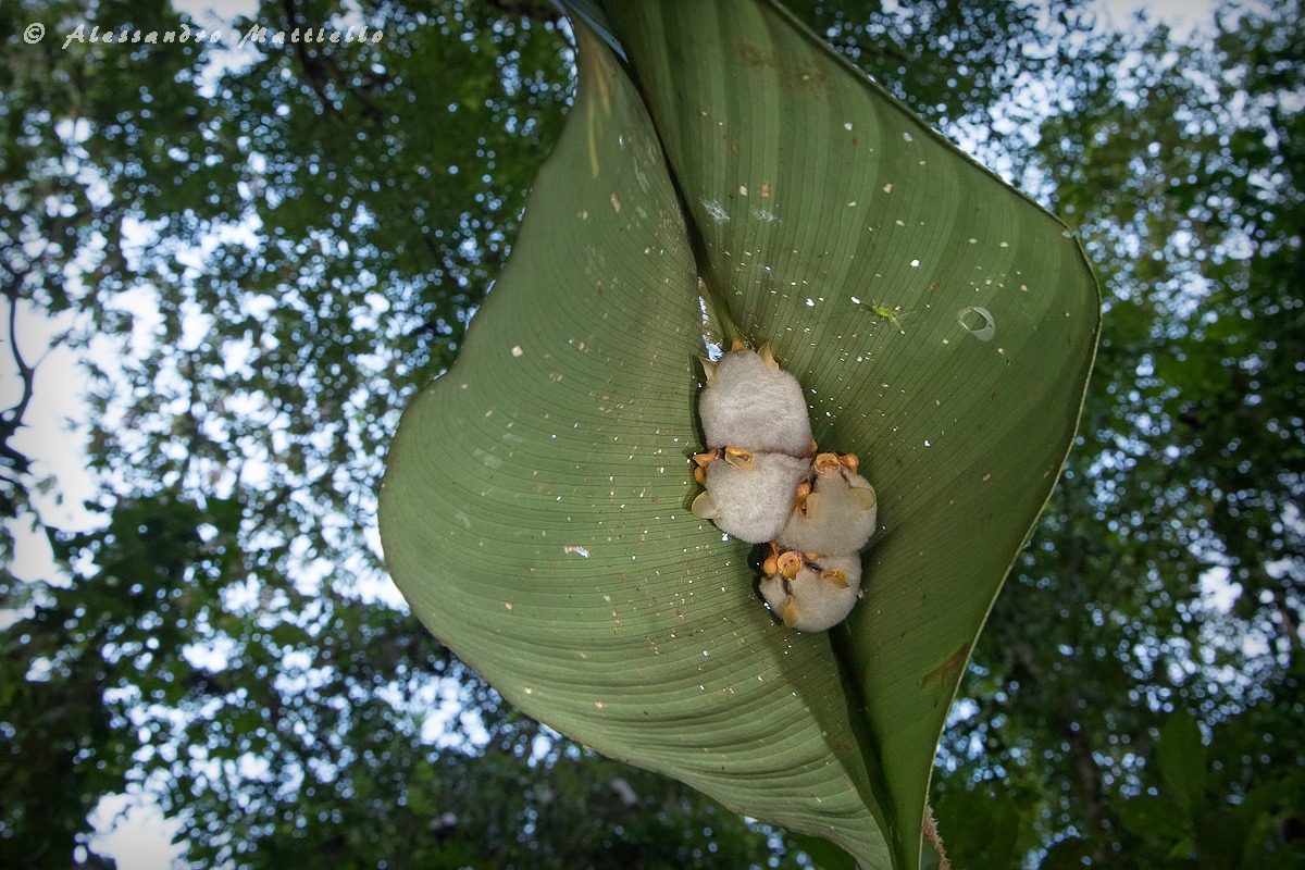 under the leaf