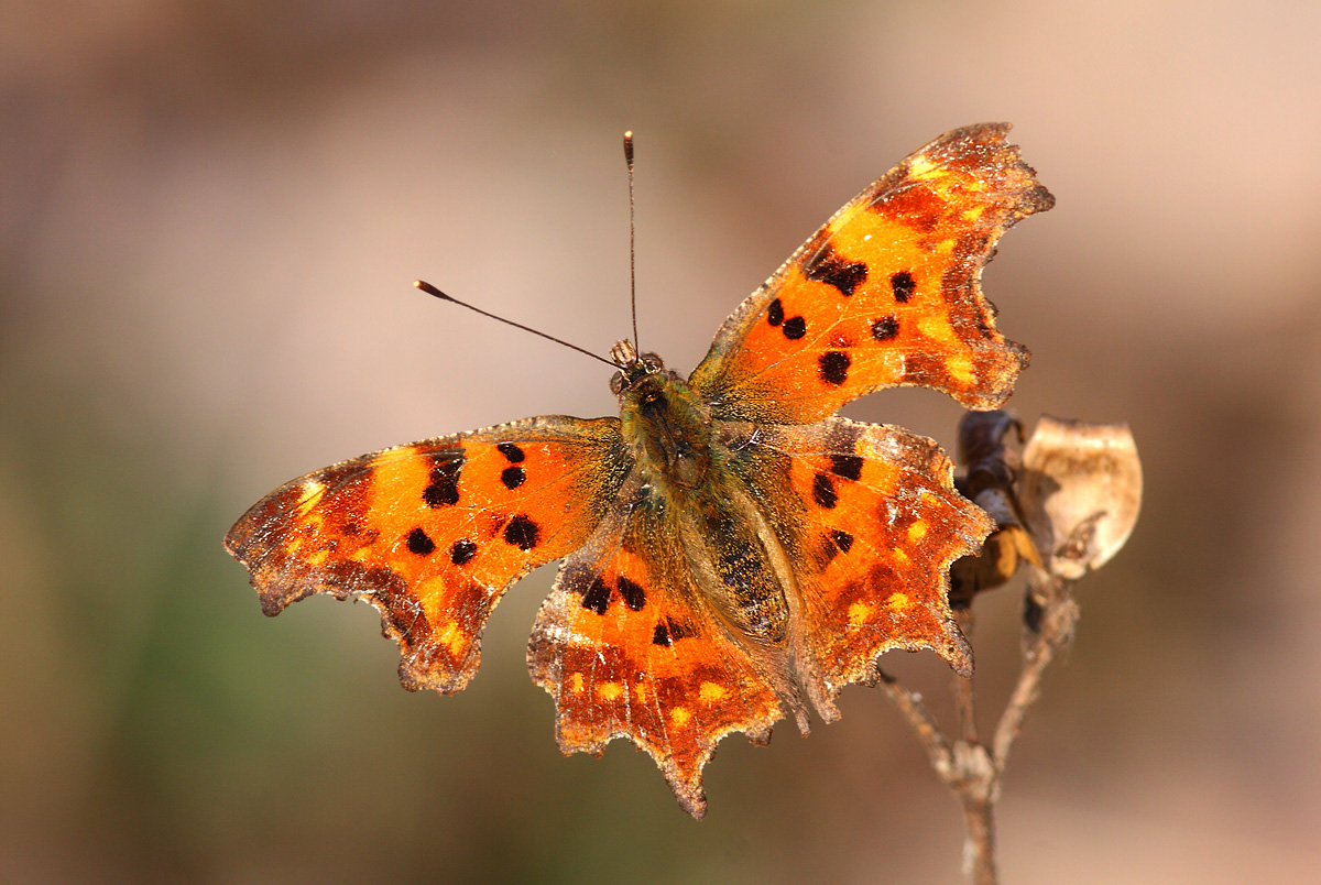 The right way - Polygonia c-album