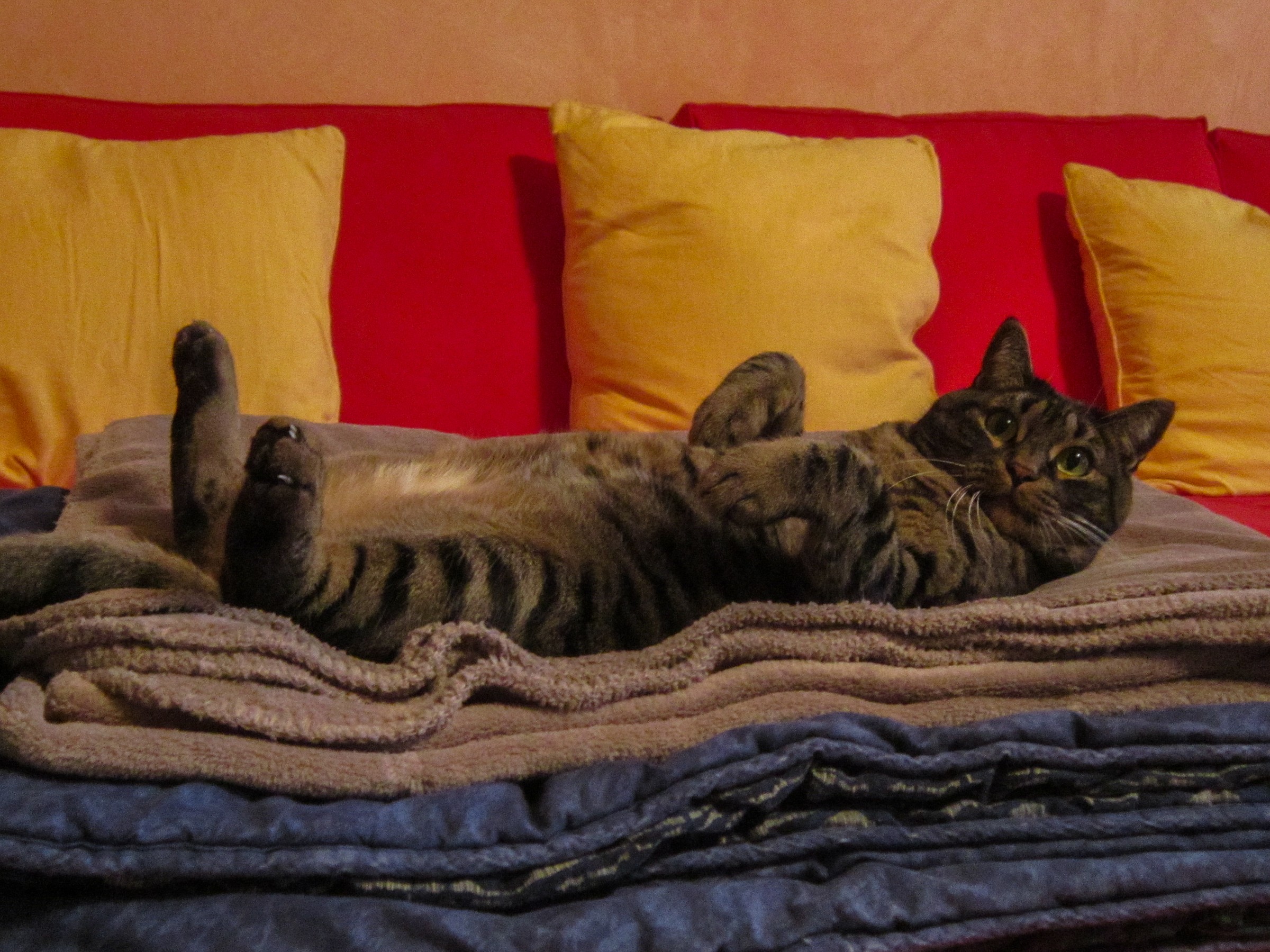 Modalità coccole ON