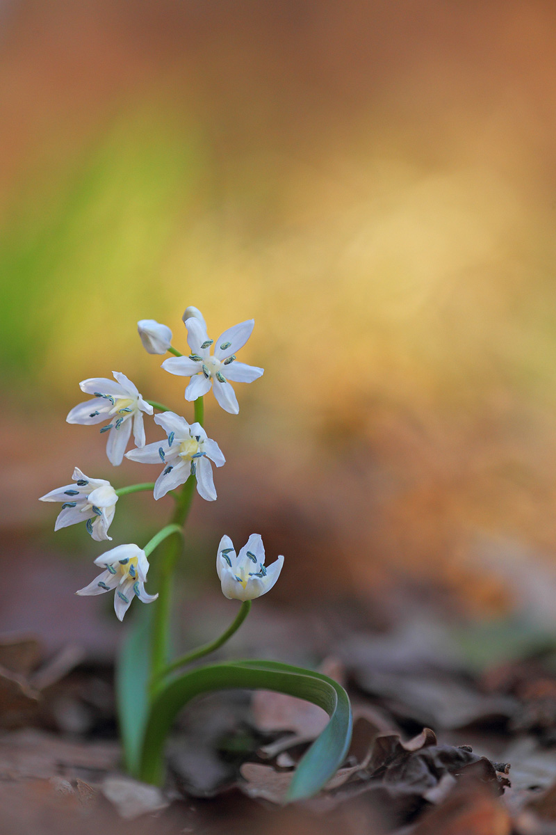 Scilla bifolia white