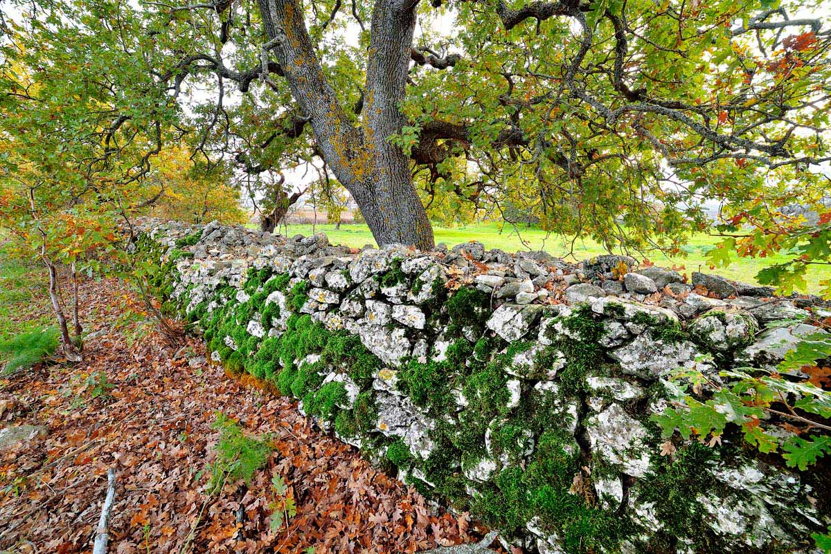 Autumn on the Murgia