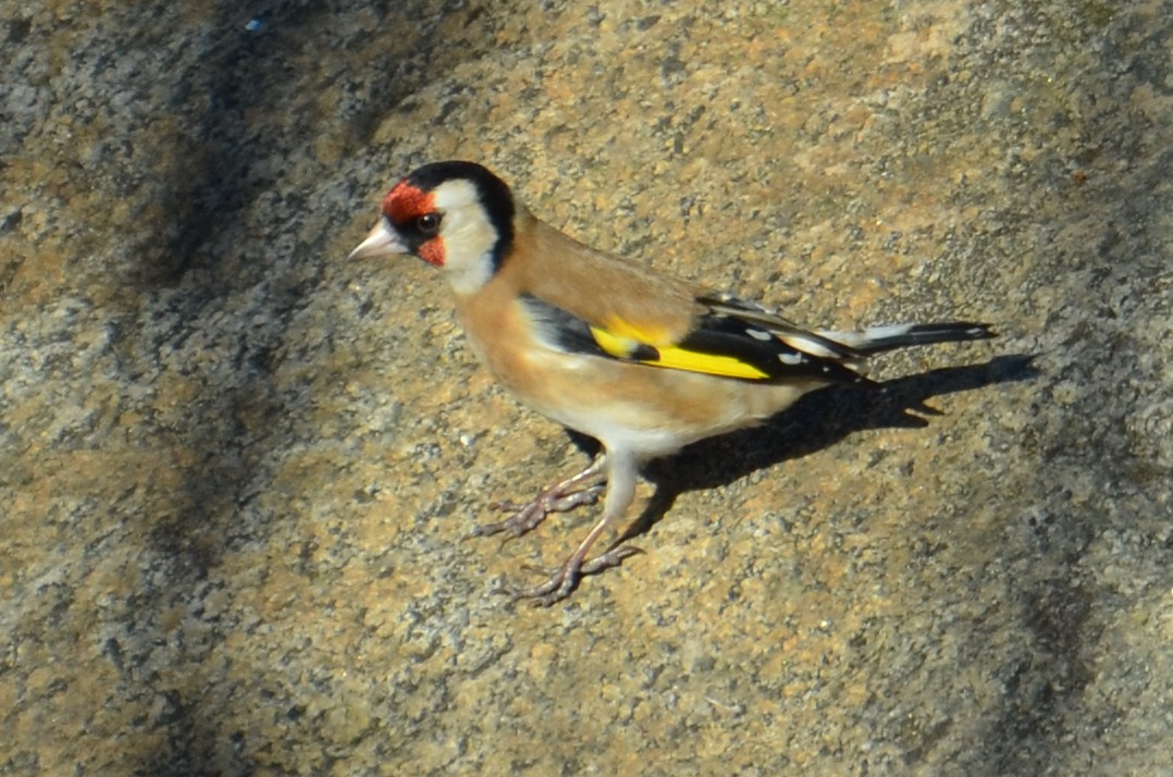 Goldfinch