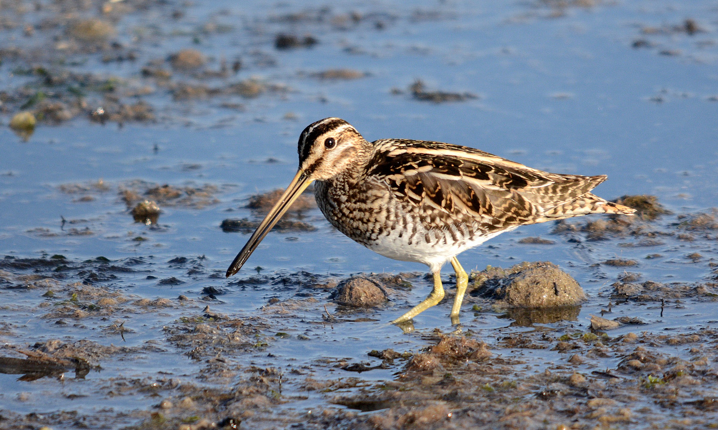 Snipe (Common snipe)