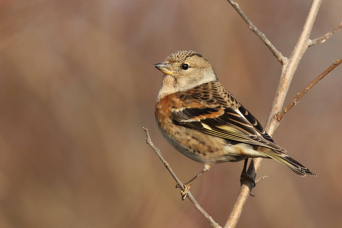 Brambling