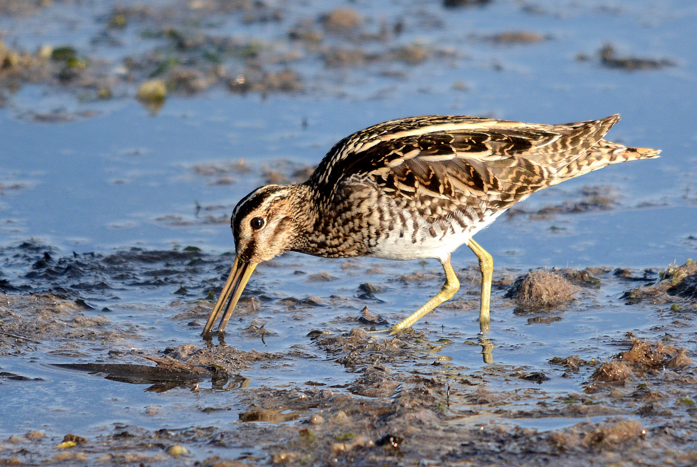 Beccaccino 2 (Gallinago gallinago) ad Augusta