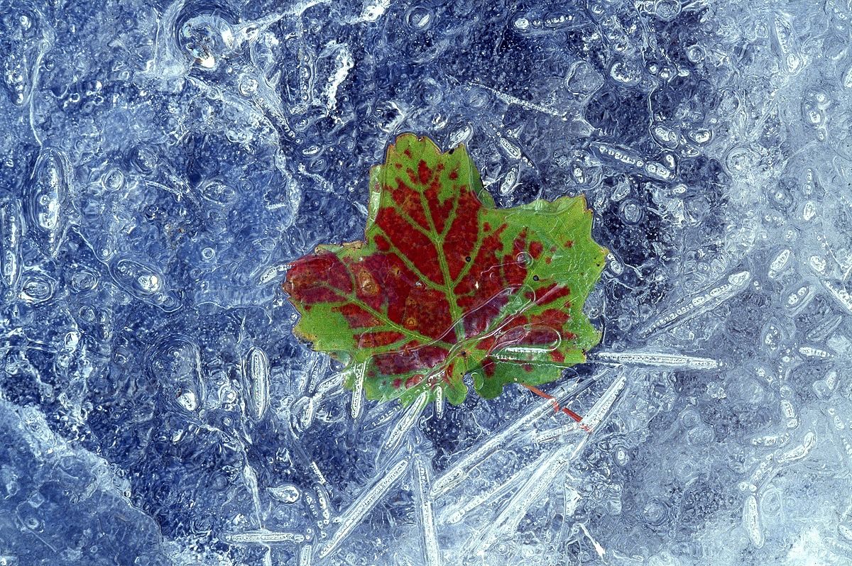 Foglie nel ghiaccio 11