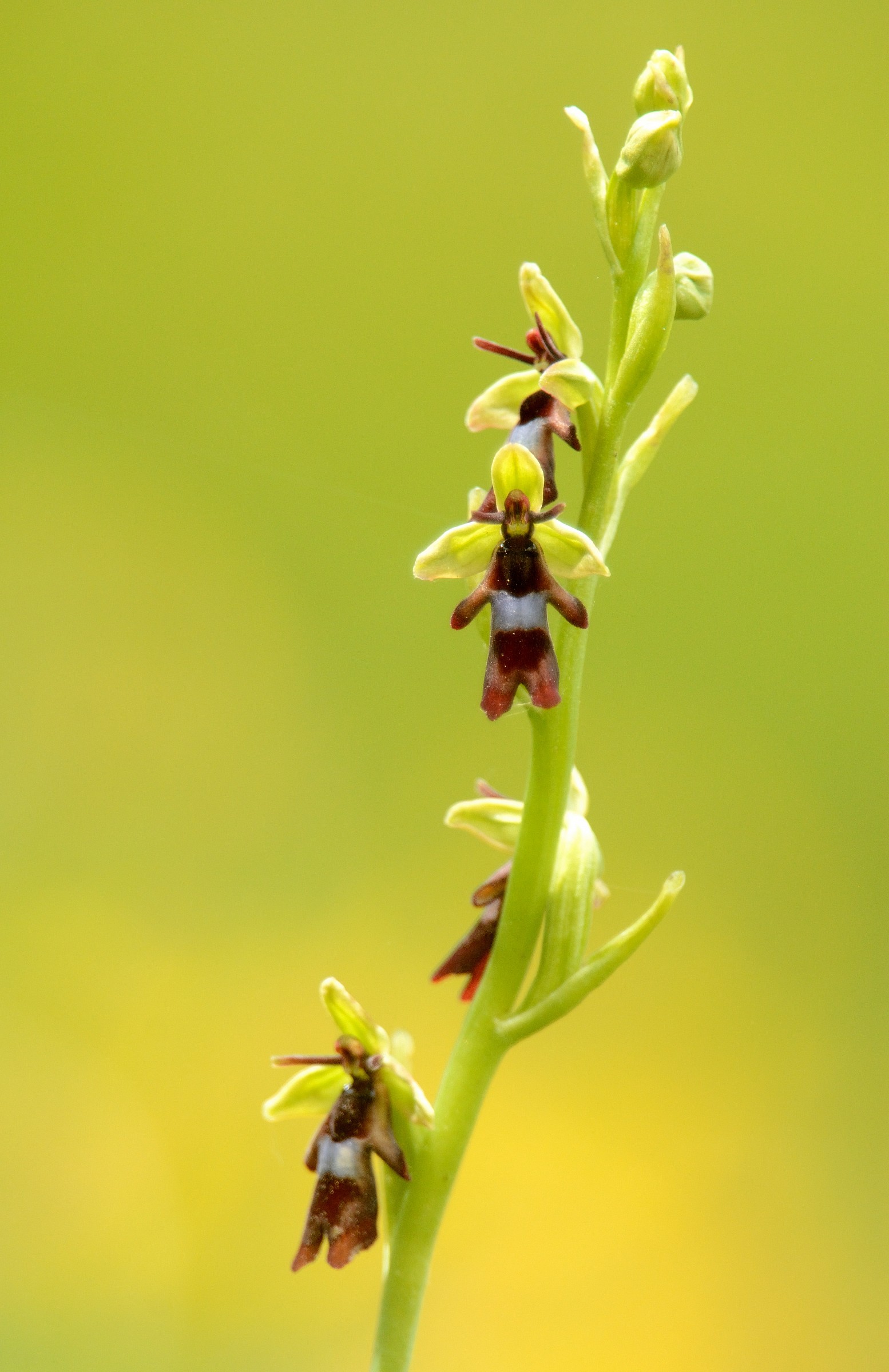 orchidea spontanea