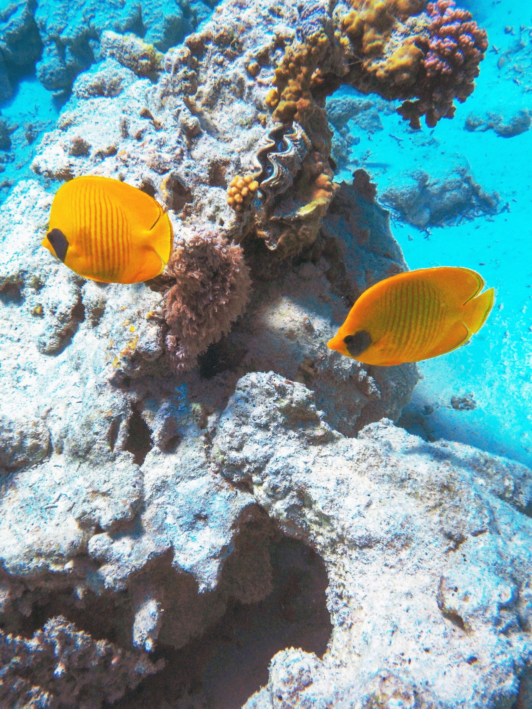 Bluecheek butterflyfish