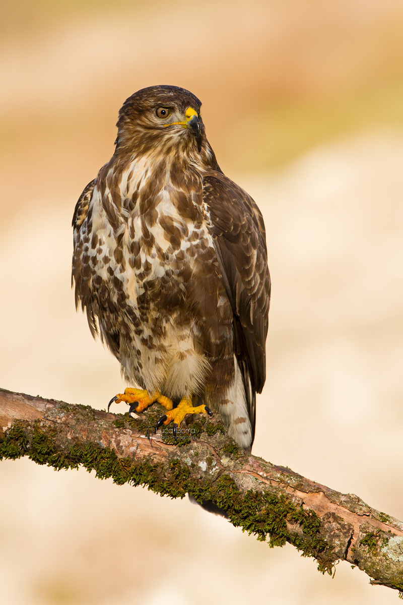 Poiana dal nuovo capanno