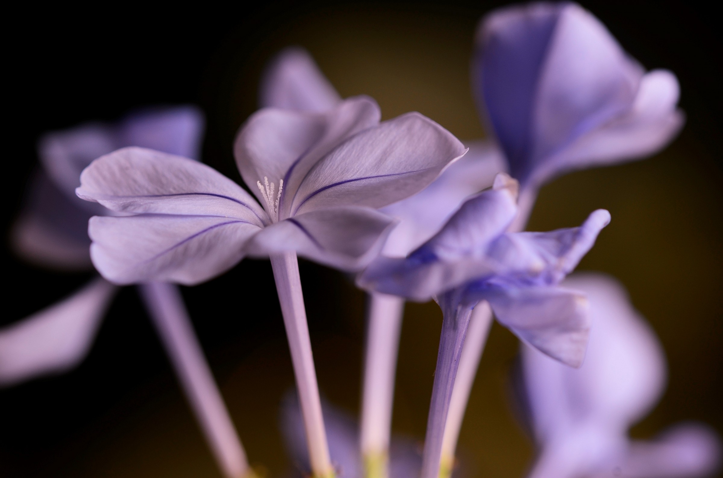 Plumbago flowers.