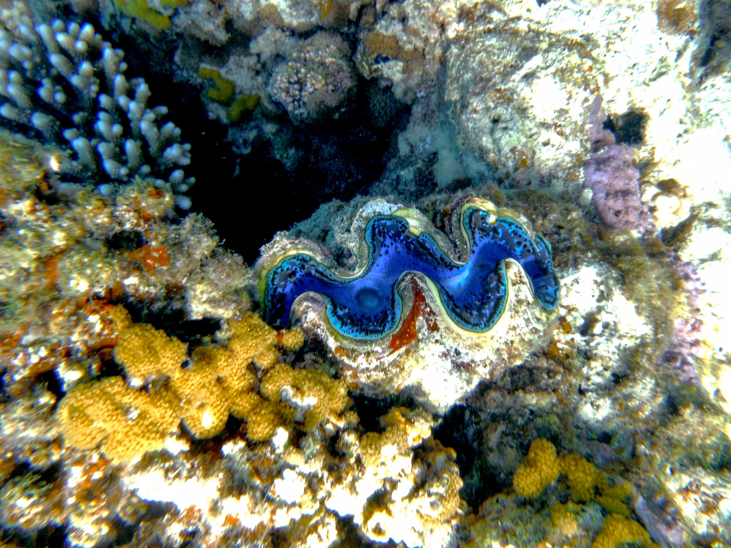 Tridacna squamosa