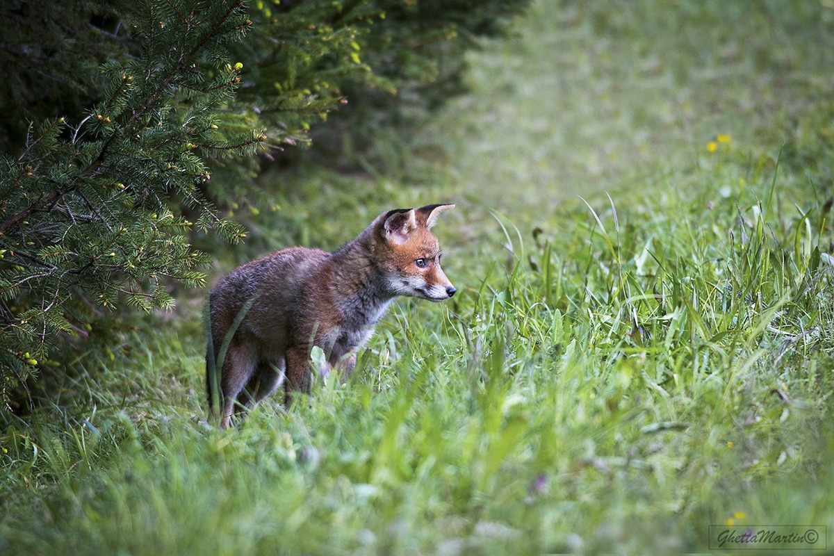 Volpacchiotto Simpatico