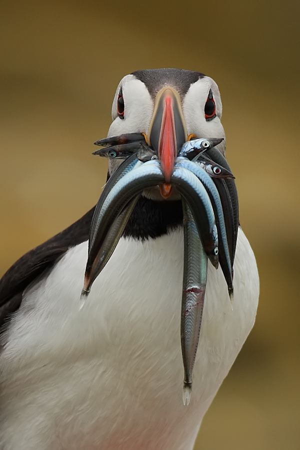 Puffin