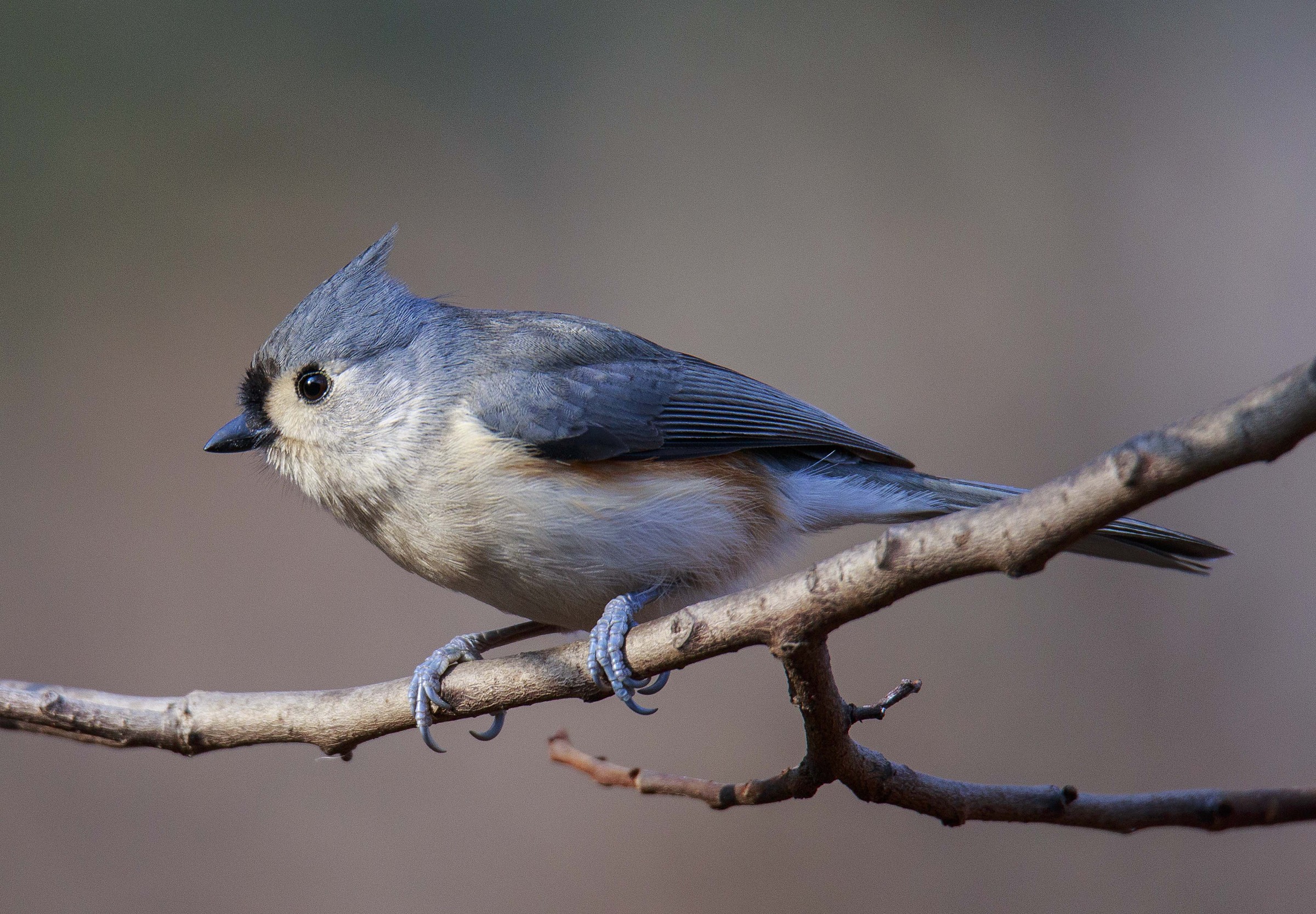 Tufted Titmouse