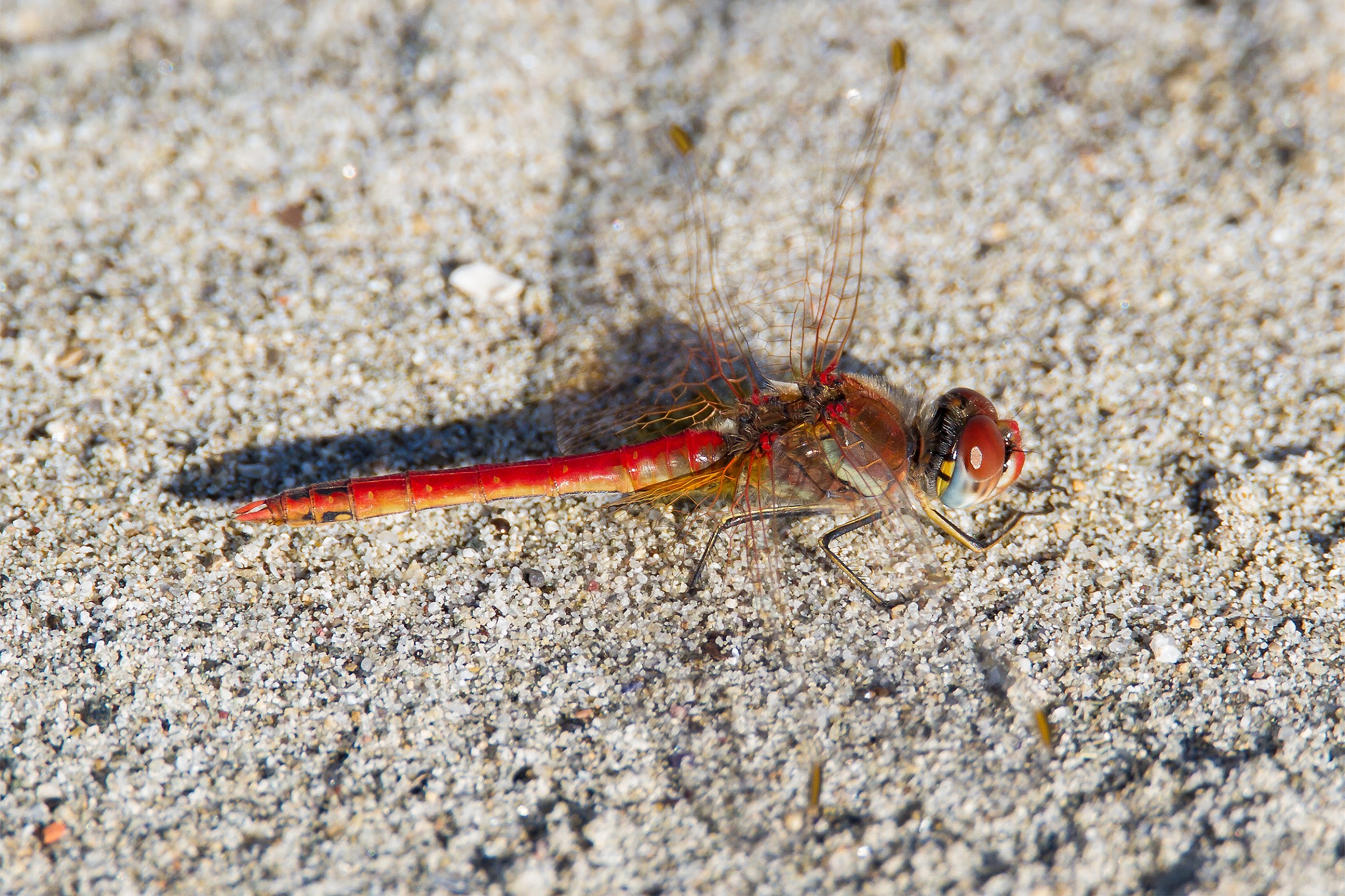 Dragonfly on the beach ....