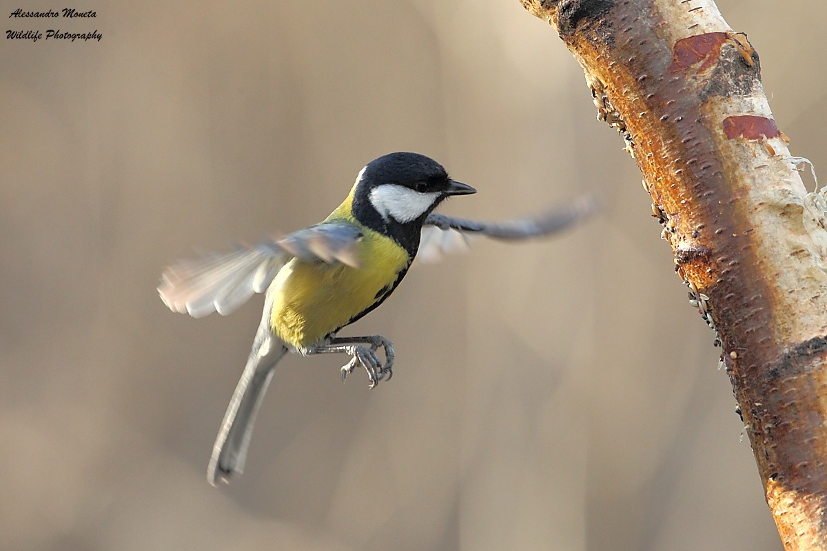 Great Tit