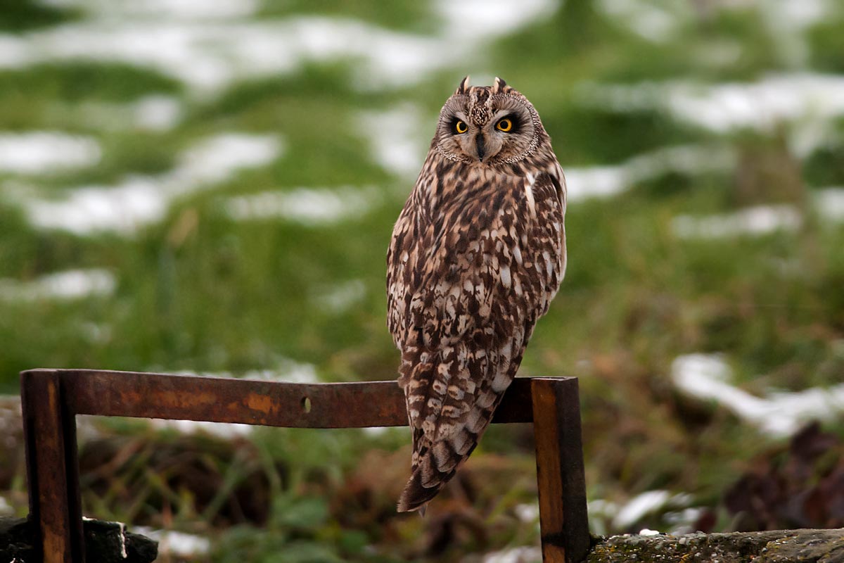Eared owl on the manhole ...