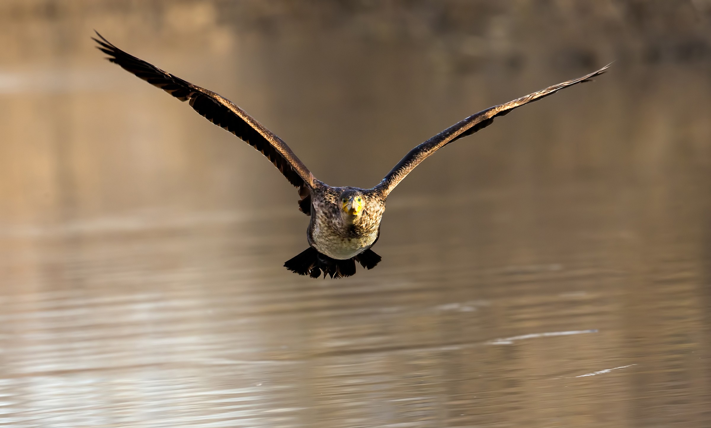 Cormorant