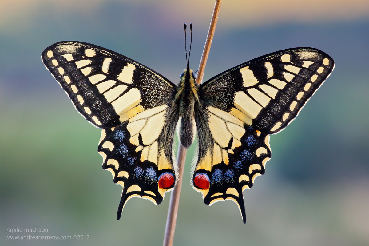 Papilio machaon 2012