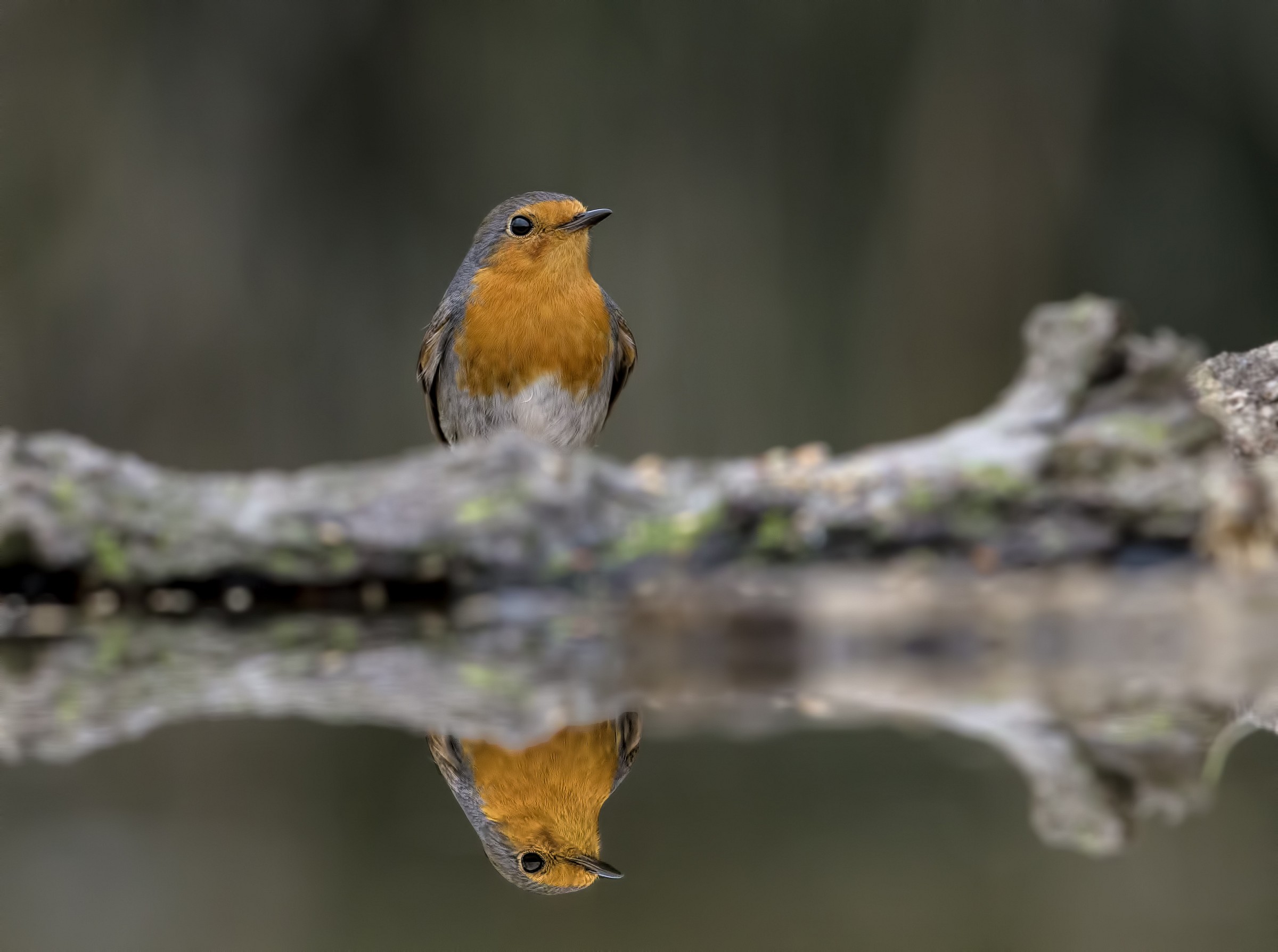reflections robin