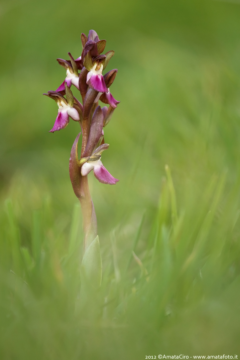 Anacamptis collina