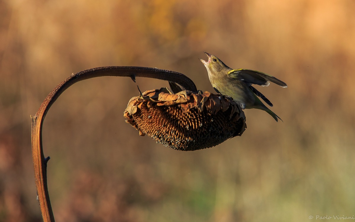 the roar of the greenfinch