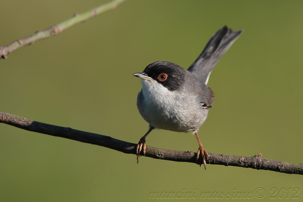 occhiocotto (Sylvia melanocephala)