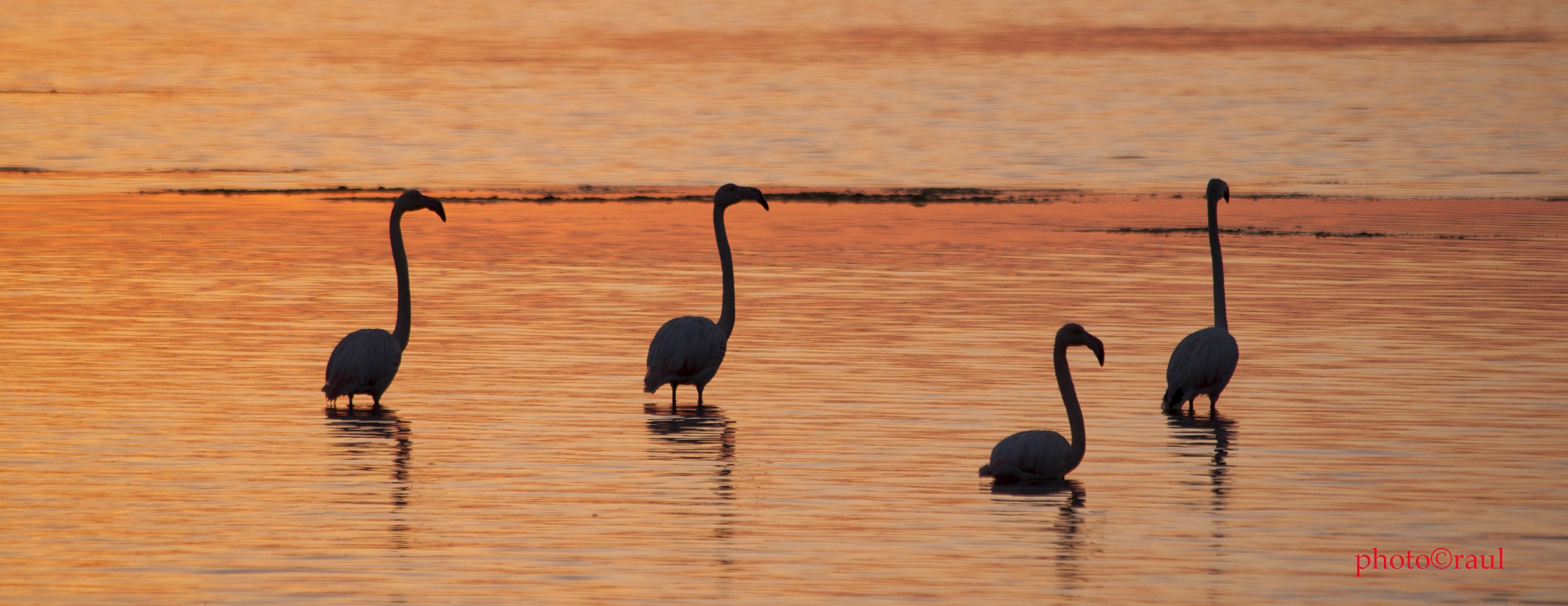 flamingos in silhouette