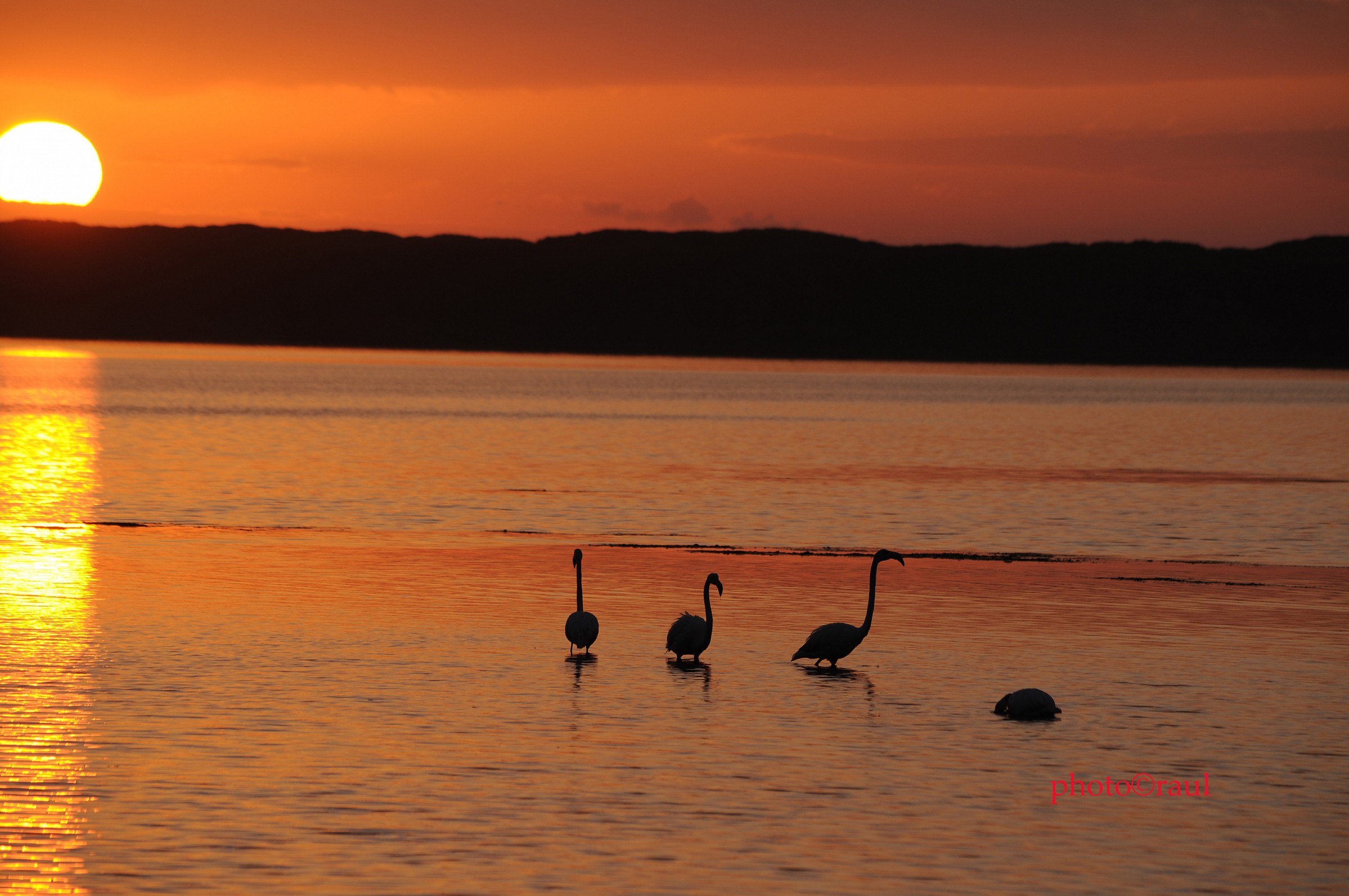 flamingos in silhouette