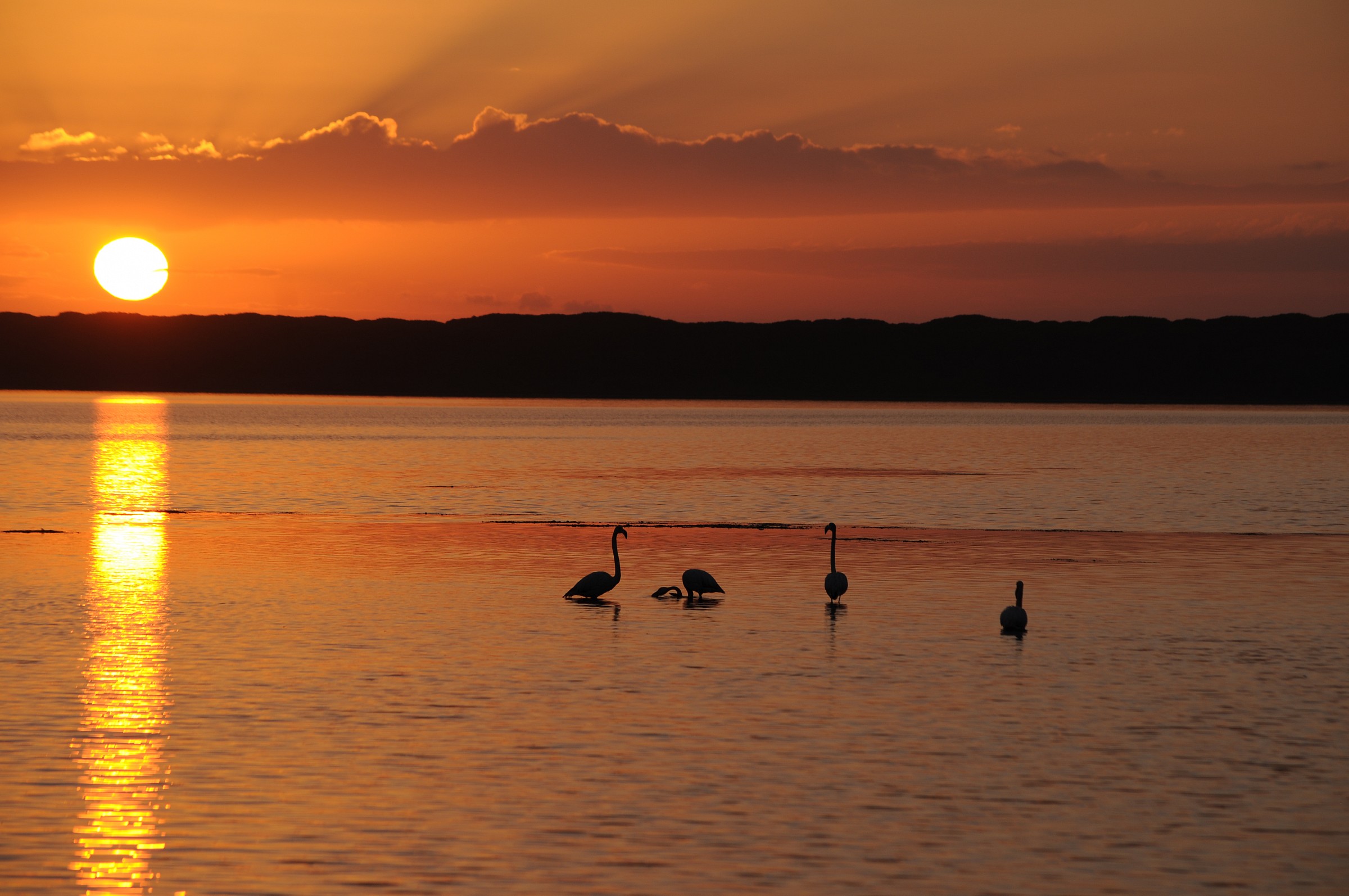 flamingos in silhouette