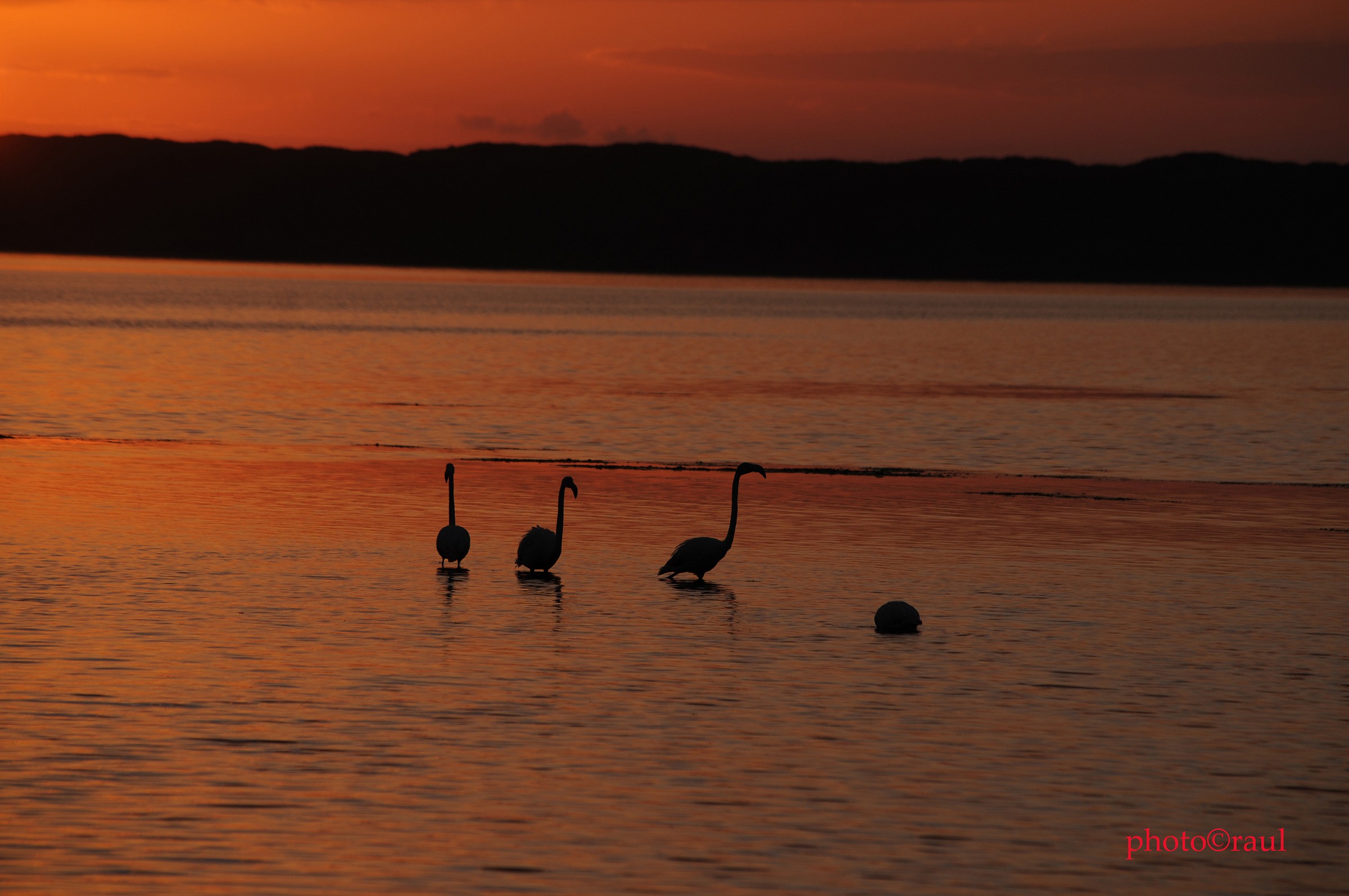 flamingos in silhouette