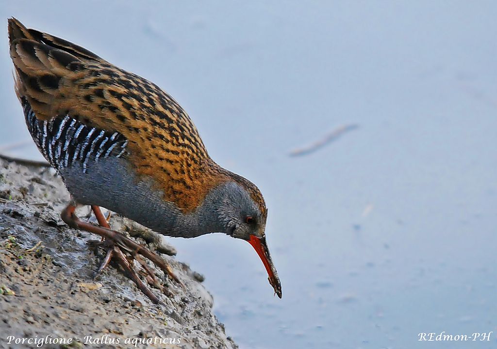 Water Rail - Water rail