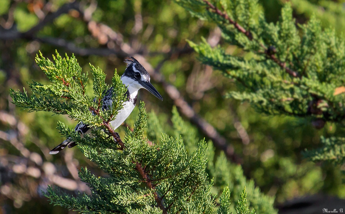 Martin pescatore bianco e nero