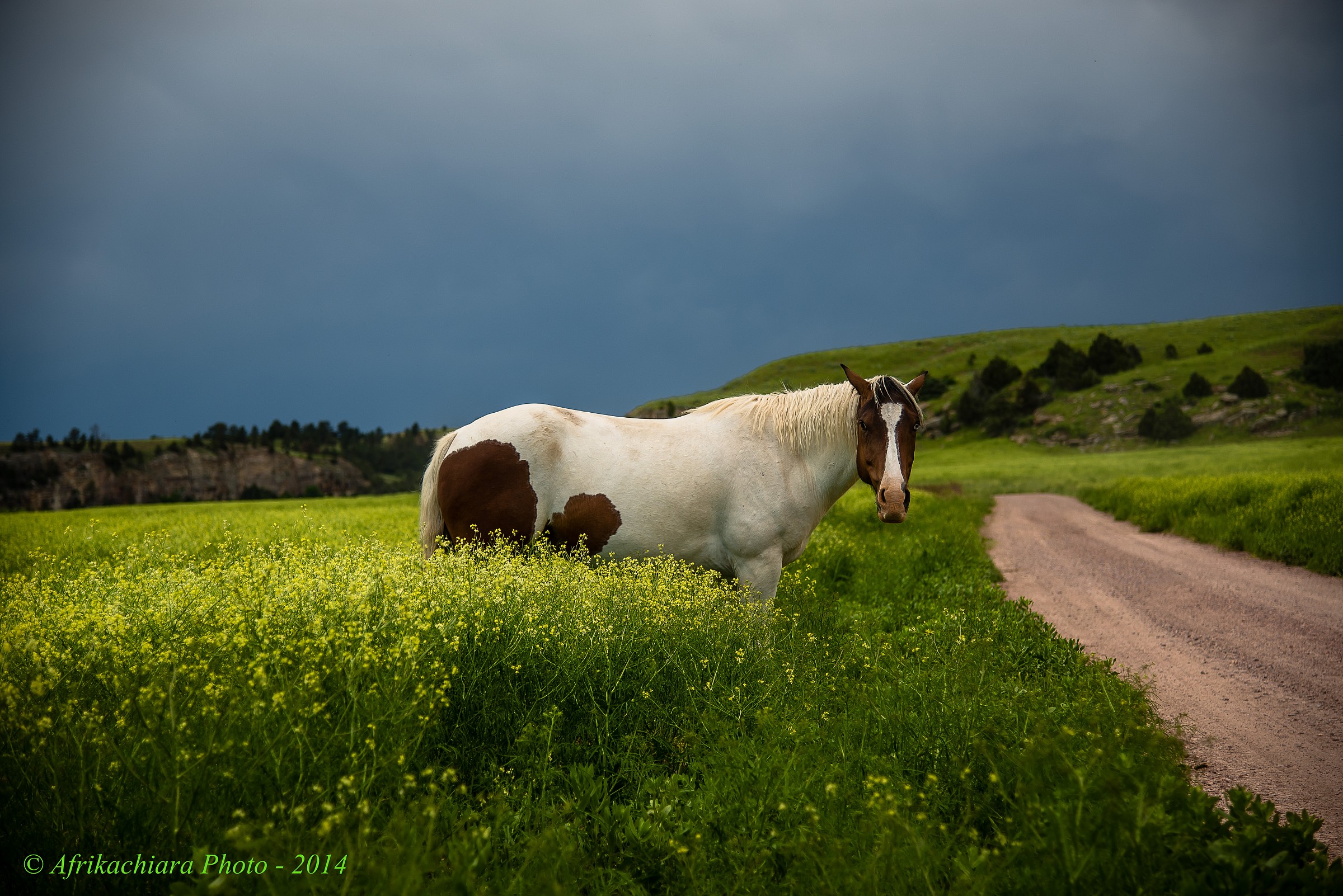 Black Hills Wild Horse Sanctuary