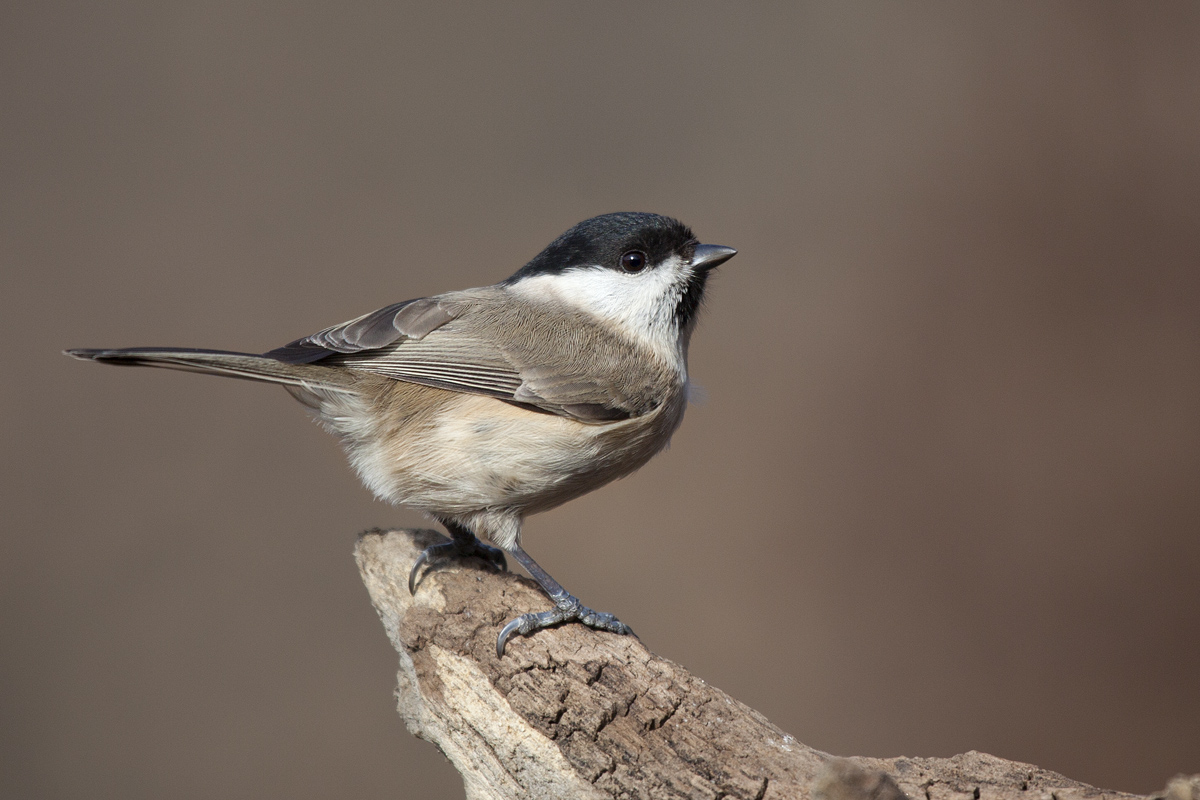 Chickadee tonal