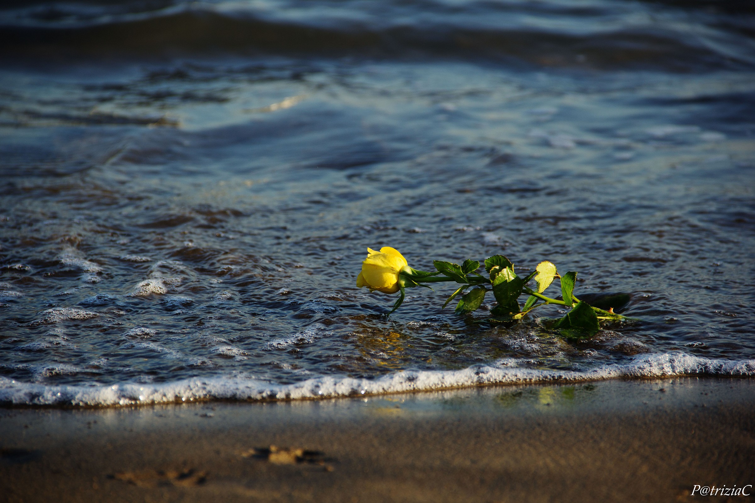 ... g e l o s i a ...