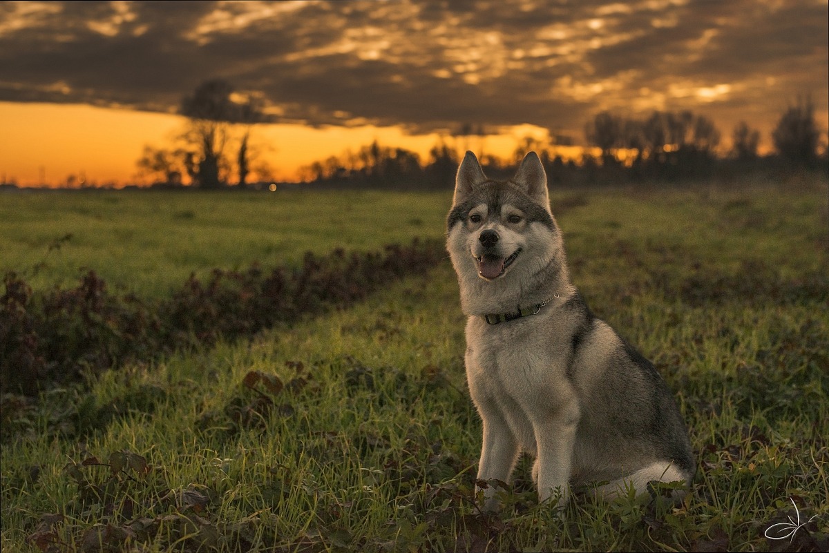 Shasta at sunset.