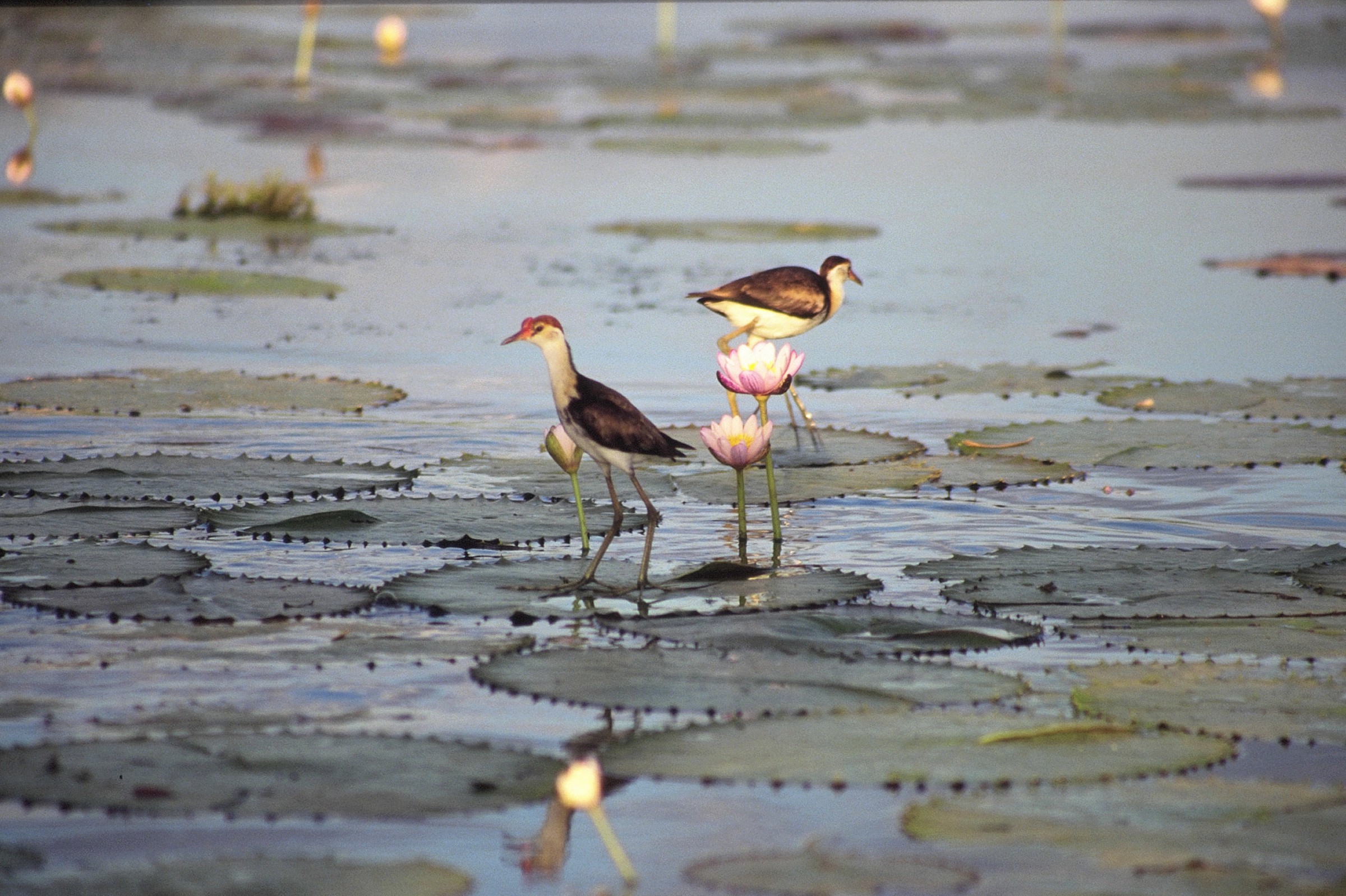 A surface of the water