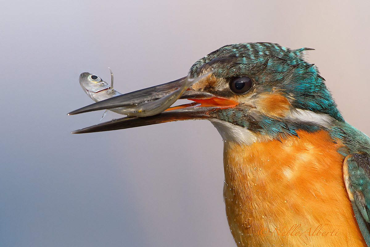 Kingfisher, you eat!