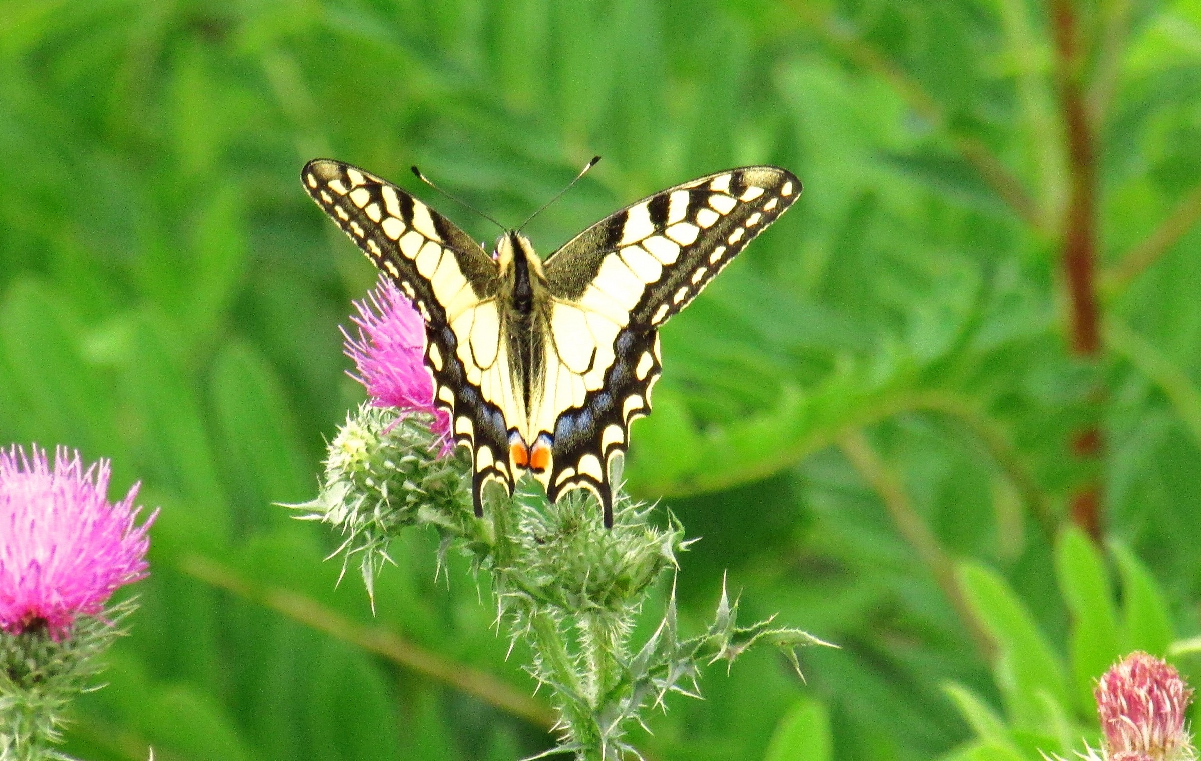 Machaon