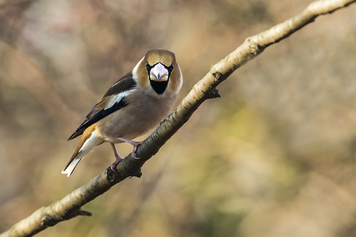 Hawfinch