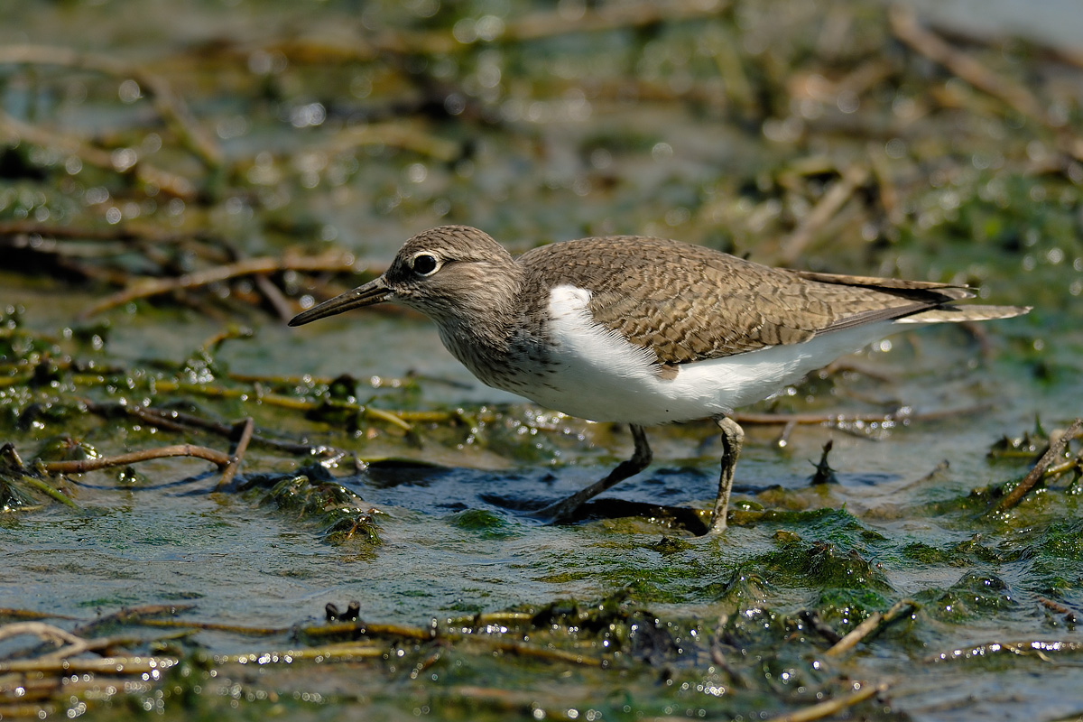 piro piro piccolo f.6,3  1/500 iso 100  300mm.f4 +tc.1,4 nik...