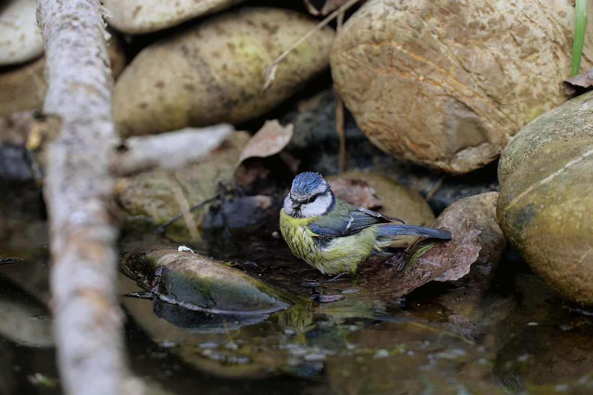 Il bagnetto della cinciarella