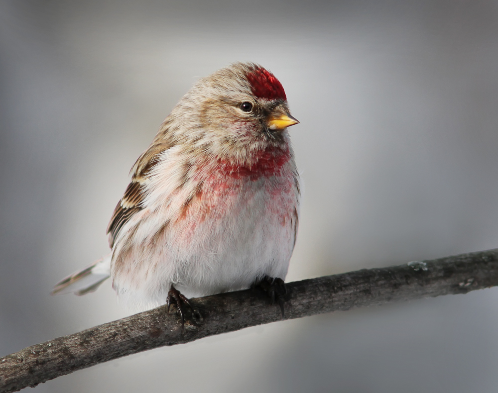 Carduelis flammea